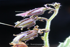 Crotalaria ramosissima